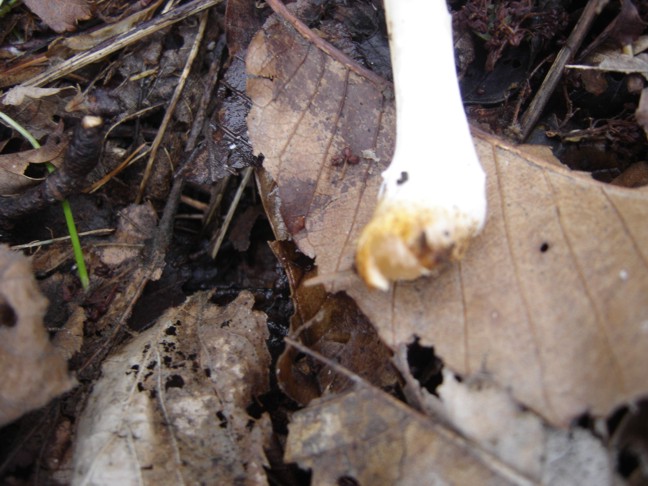 Funghetto da determinare